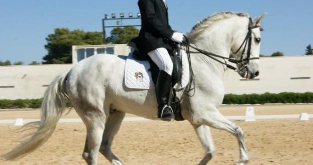 caballo PRE castrado con doma clasica