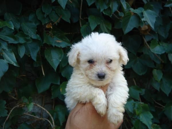 CACHORROS DE CANICHE TOY BLANCO 400