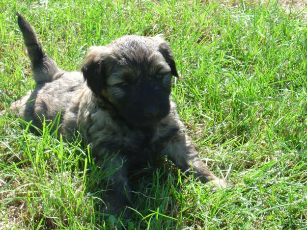 CACHORROS GOS DATURA CATALA