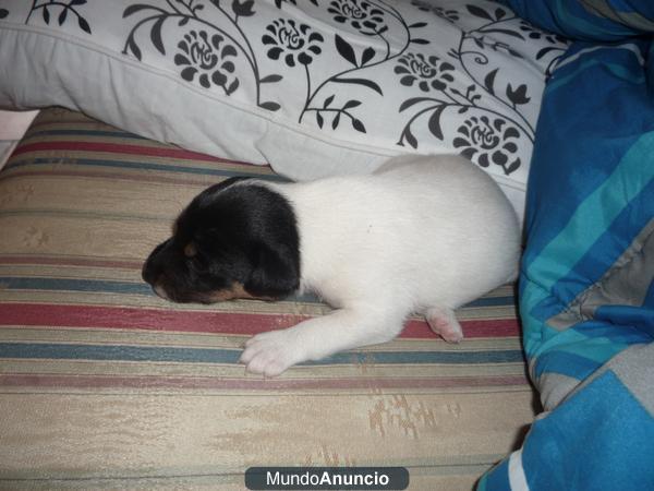 disponible cria de boguedero andaluz