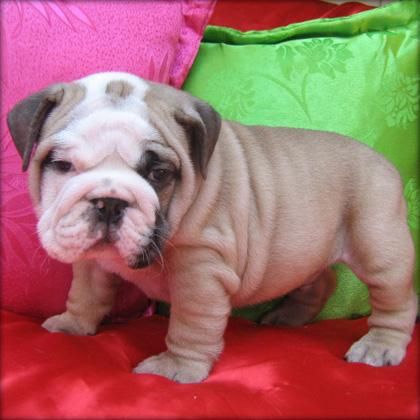 NAVIDAD DIPONIBLES CACHORROS BULLDOG INGLES