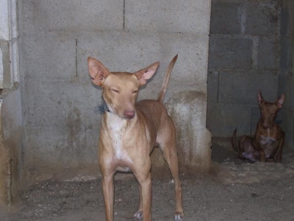 podenco andaluces