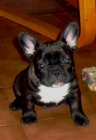 Se REGALA bull dog frances hembra de 5 meses - mejor precio | unprecio.es