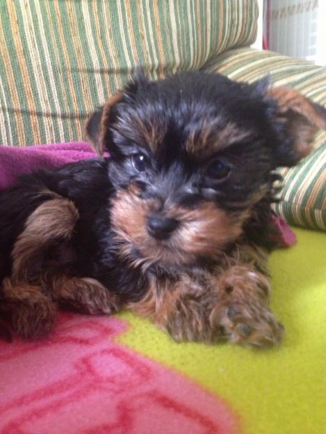 Yorkshire terrier hembra