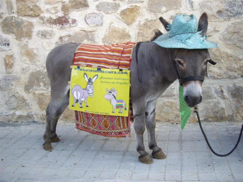 Este año se llevan los burros