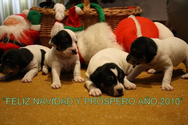 BODEGUERO ANDALUZ (excelentes cachorros)