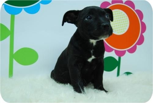 Cachorros de Staffordshire Bullterrier