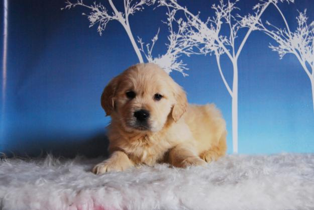 GOLDEN RETRIEVER LINEAS DE CALIDAD CON 2 MESES PRECIOSOS