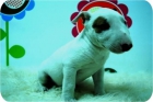 Hembras de Bullterrier con 2 meses listos para entregar. - mejor precio | unprecio.es