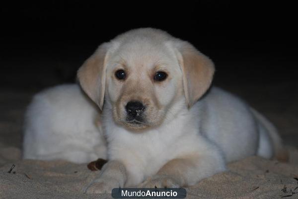 LABRADORES