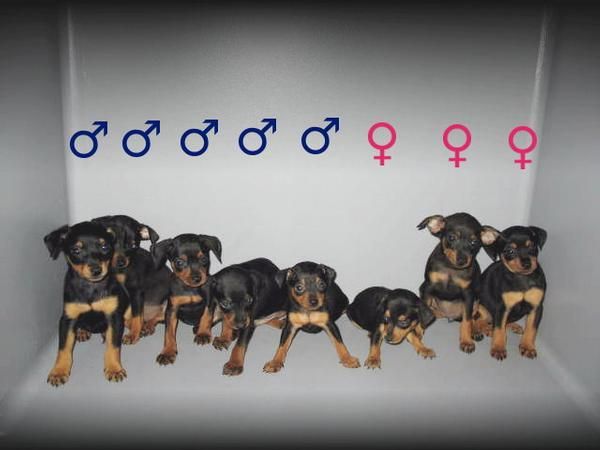 PINSCHER  MINI CACHORROS EXCELENTES  CAMADAS 270euros  .:.