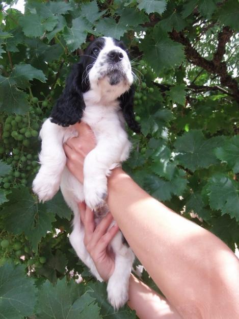 preciosa camada cocker spaniel