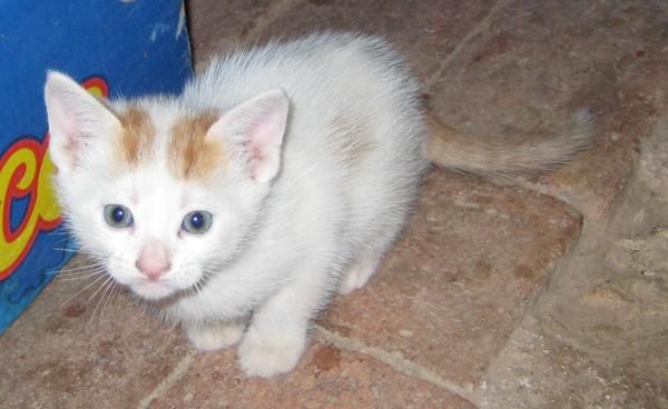 Regalo un gatito en Madrid