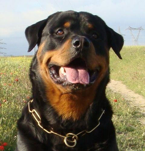 Rottweiler para montas