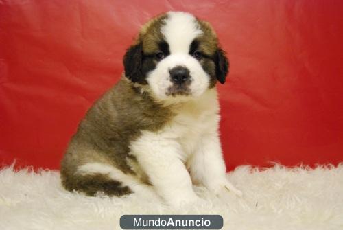 San Bernardos Preciosos Cachorros machos y hembras de calidad