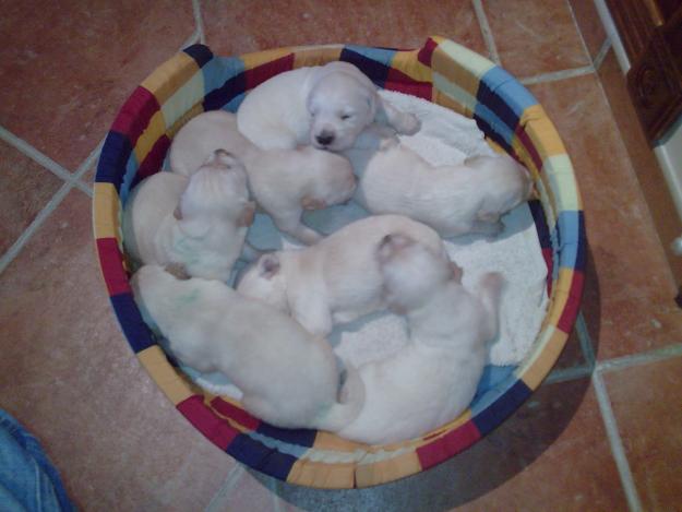 Se vende excelente camada de Golden Retriever. Padre con Pedrigi