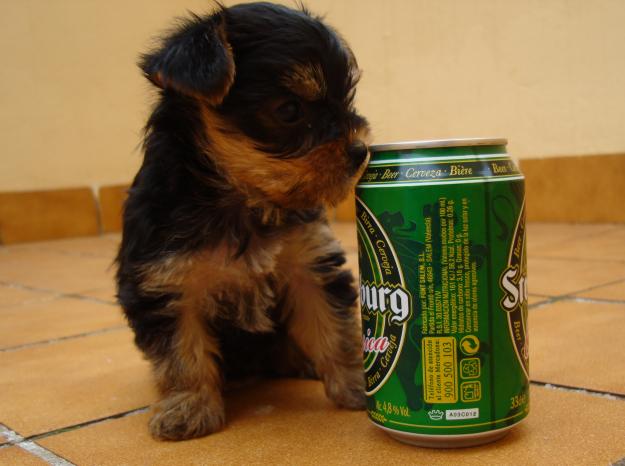 SE VENDE PERRITA YORKSHIRE