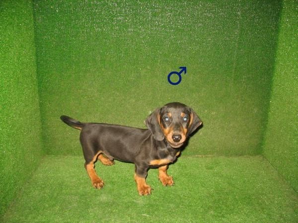 TECKEL  MINI  EXCELENTES EN  MASCOTASUR  190 EUROS :)