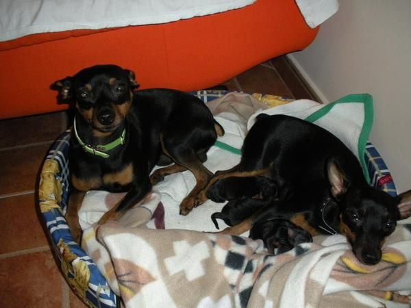 Vendo 3 cachorros pinsher miniatura (400 euros)