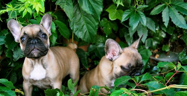 Bulldog Francés , disponemos de Residencia Canina & Centro de Adiestramiento