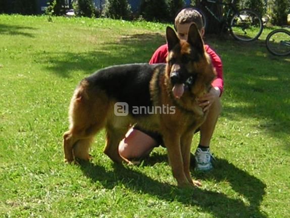 CACHORROS PASTOR ALEMAN -LISTOS PARA ENTREGAR-