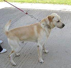 labrador retriever autentico, ya solo quedan 10 días para su sacrificio.