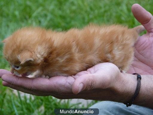 MAINE COON