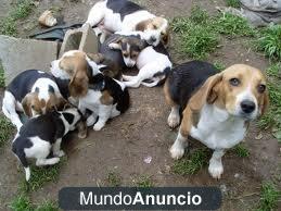 Preciosos cachorros de Beagle