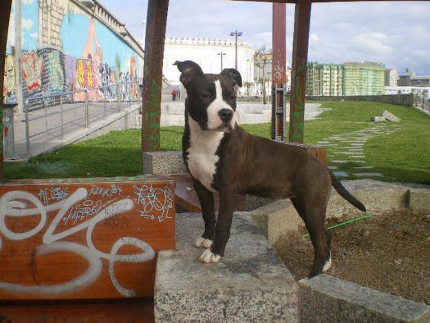 se vende american stanford terrier