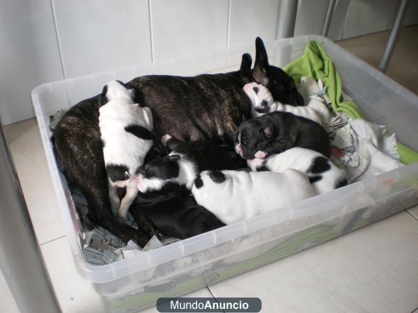 Se venden preciosos cachorros de BULLDOG FRANCES