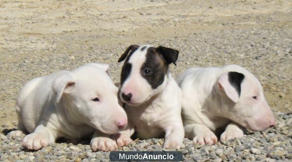 BULL TERRIER BCN 350