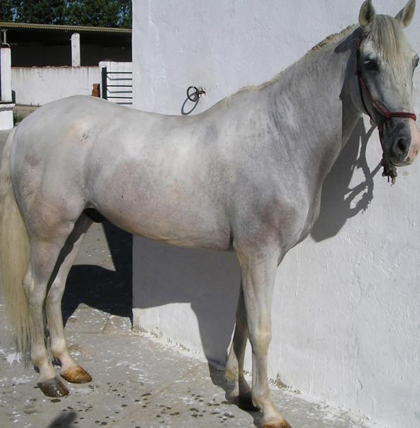 CABALLO PARA PRINCIPIANTES POR TAN SOLO 1800 €