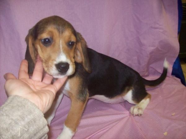 Cachorretes de BEAGLE TRICOLORES  PURA RAZA - 450  -