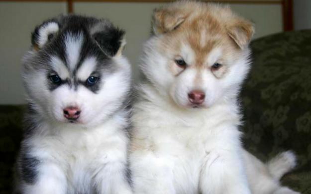 Cachorros Siberian Husky - Scott y Debby