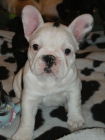 Excelente camada bulldog frances - mejor precio | unprecio.es