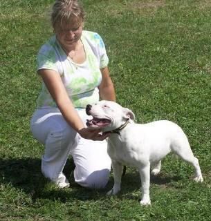 HOLA HEMOS BULL TERRIER EN ADOPCIÓN?