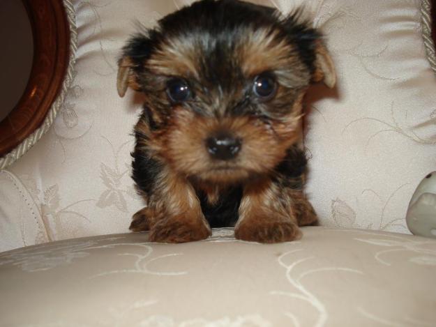 machito de yorkshire terrier