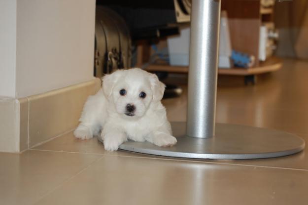 MINI TOY BICHON MALTES