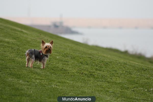 SE OFRECE YORKSHIRE TOY PARA MONTAS