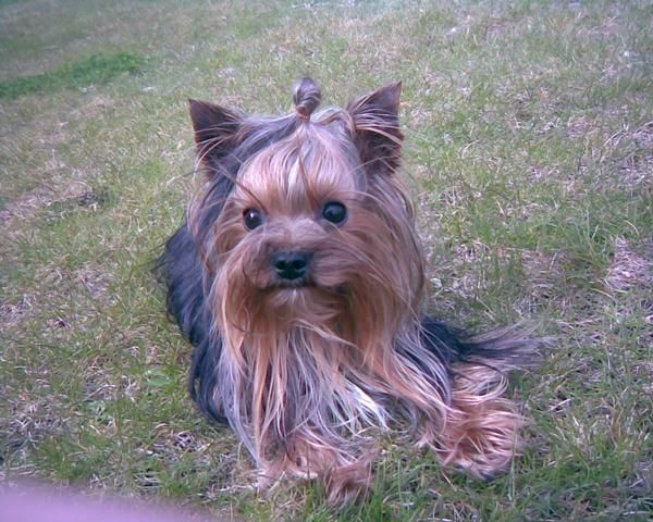 yorkshire terrier