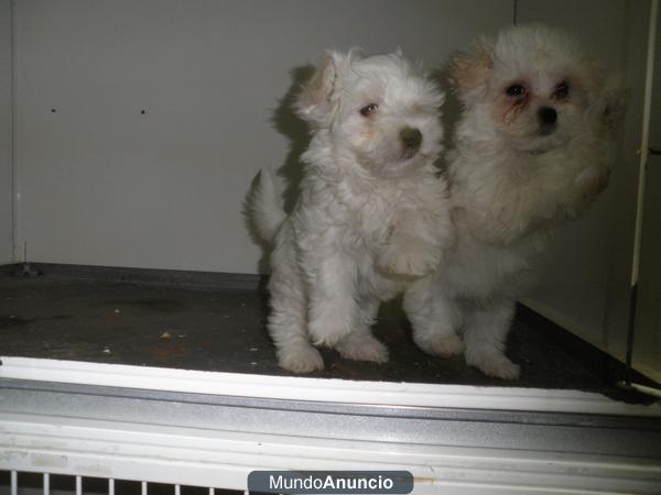 MALTÉS CACHORROS MADRID