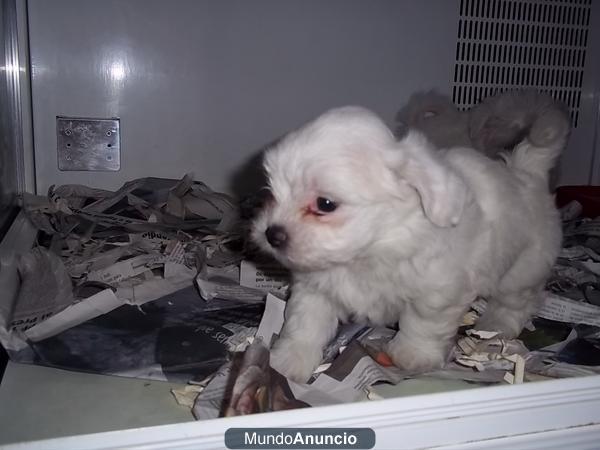 Bichon Maltes machos y hembras a 285 euros