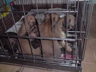 camada BOXER con PEDIGREE 350