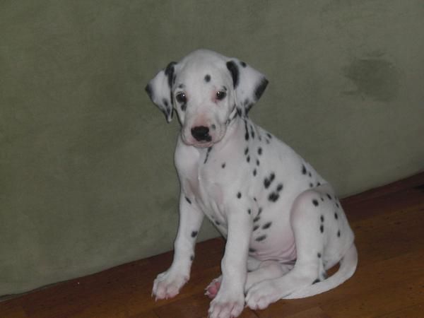 dalmata 2 meses 150