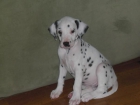 dalmata 2 meses 150 - mejor precio | unprecio.es