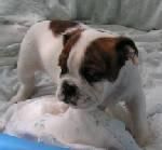 mascota de bulldog ingles