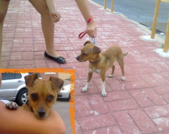 Pelusa, cruce Chihuahua en adopcion