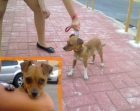 Pelusa, cruce Chihuahua en adopcion - mejor precio | unprecio.es