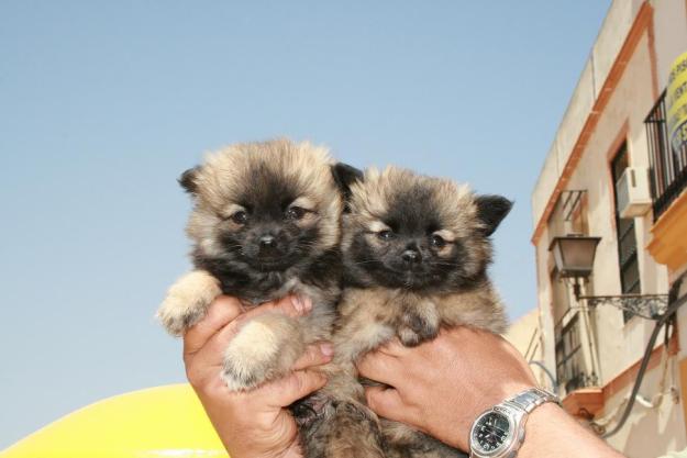 Pomeranias de calidad