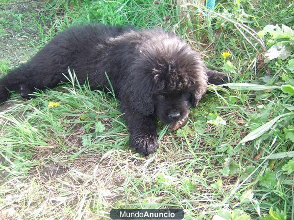 cachorra de terranova co 10 semanas